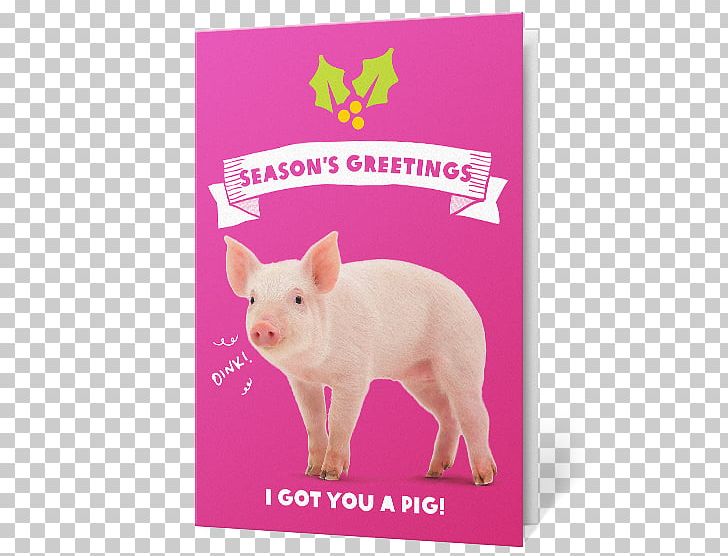 Piglet Gift Oxfam Christmas PNG, Clipart, Animals, Biblical Magi, Charity, Christmas, Christmas Card Free PNG Download