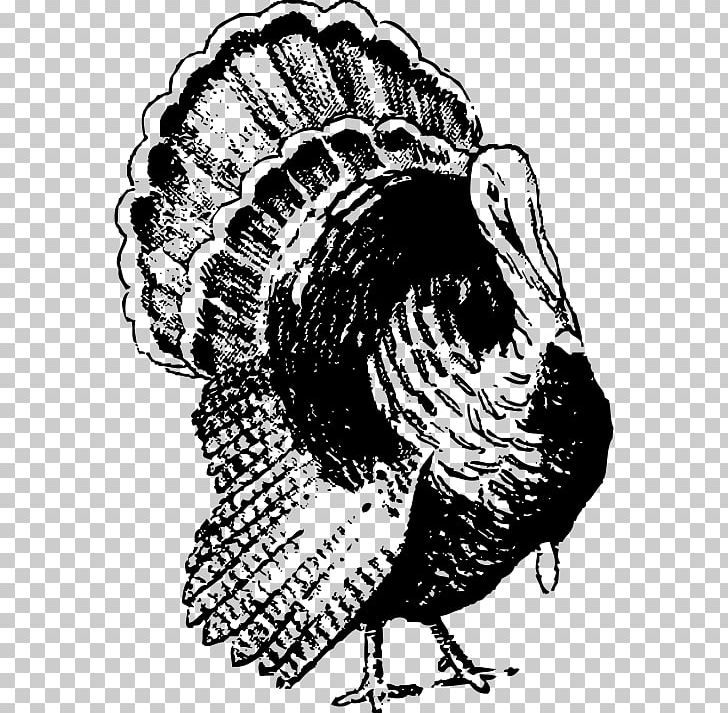 Black Turkey PNG, Clipart, Art, Beak, Bird, Black And White, Black Turkey Free PNG Download