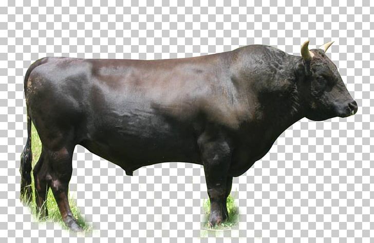 Galloway Cattle British White Cattle Angus Cattle Beef Cattle Hereford Cattle PNG, Clipart, Angus Cattle, Animal, Beef, Beef Cattle, Breed Free PNG Download
