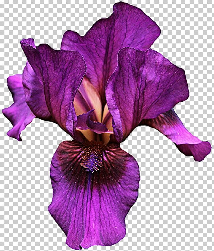 Iris Versicolor Violet Flower Light PNG, Clipart, Color, Eye, Flower, Flowering Plant, Iris Free PNG Download