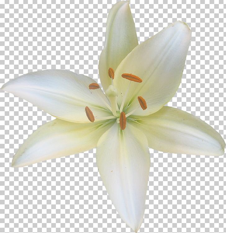 Lilium Candidum Flower Fleur-de-lis Liliaceae PNG, Clipart, Clip Art, Cut Flowers, Fleur De Lis, Fleurdelis, Flower Free PNG Download