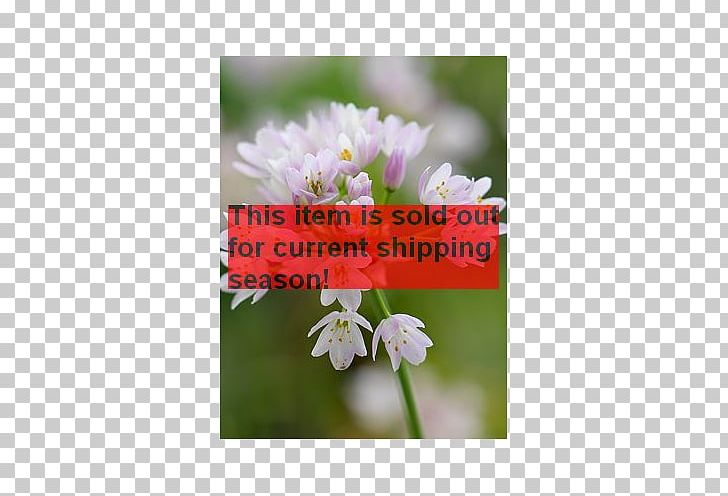 Rosy Garlic Round-headed Garlic Giant Allium Ramsons White Garlic PNG, Clipart, Allium, Allium Hollandicum, Blossom, Bulb, Flora Free PNG Download