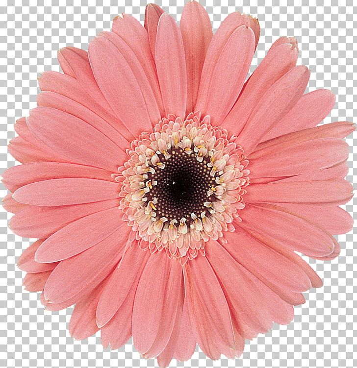Transvaal Daisy Cut Flowers Daisy Family Purple PNG, Clipart, Color, Cut Flowers, Daisy, Daisy Family, Flower Free PNG Download