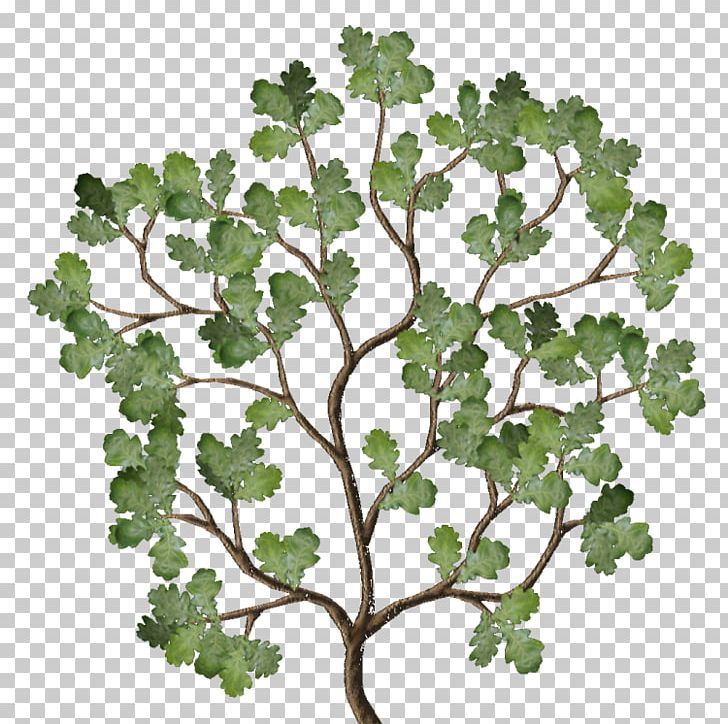 Twig Leaf Vegetable Plant Stem Family PNG, Clipart, Branch, Correct, Diffuse, English, Family Free PNG Download