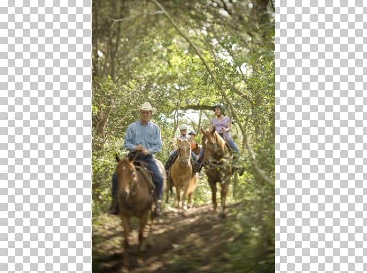Cedar Creek PNG, Clipart, Adventure, Car Park, Cedar Creek Texas, Equestrian, Horse Free PNG Download