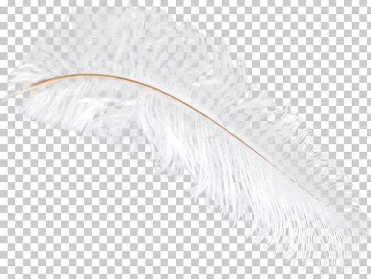Feather Quill PNG, Clipart, Animals, Feather, Ostrich, Quill, White Free PNG Download