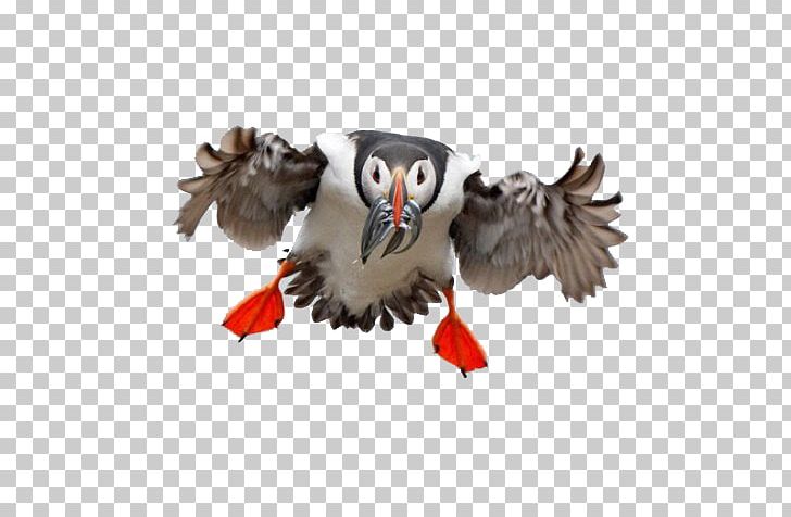 Norwegian Lundehund Bird Wildlife Photography Puffin PNG, Clipart, Animal, Animals, Beak, Bird, Cute Owl Free PNG Download