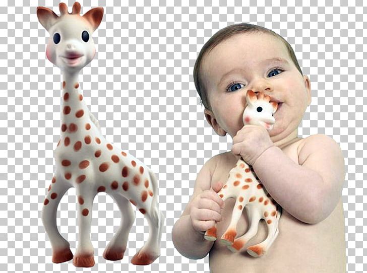 Sophie The Giraffe Teether Infant Child PNG, Clipart, Child, Diaper, Figurine, Finger, Gift Free PNG Download