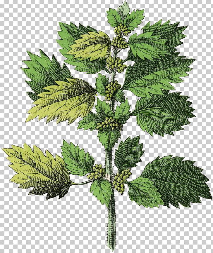 Common Nettle Small Nettle Medicinal Plants White Horehound White Dead-nettle PNG, Clipart, Common Nettle, Deadnettles, Dioecy, Drawing, Herb Free PNG Download