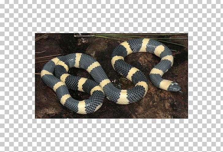 Kingsnakes Hognose Snake Rattlesnake Elapid Snakes PNG, Clipart, Animals, Boa Constrictor, Colubridae, Elapidae, Hognose Snake Free PNG Download