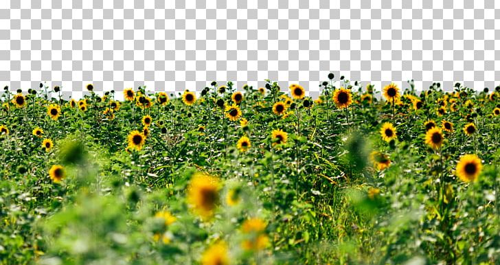 Sunflowers PNG, Clipart, Action, Blue, Common Sunflower, Daisy Family, Desktop Wallpaper Free PNG Download