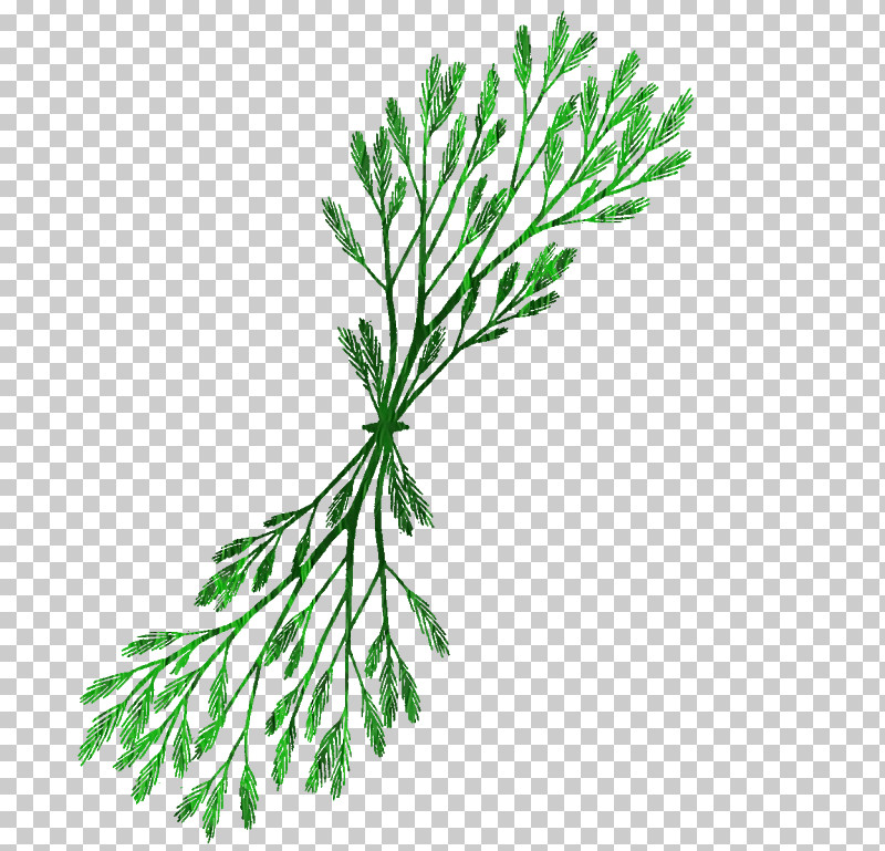 White Pine Leaf Plant Tree American Larch PNG, Clipart, American Larch, Jack Pine, Leaf, Plant, Red Juniper Free PNG Download