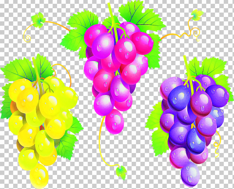 Grape Seedless Fruit Natural Foods Grapevine Family Plant PNG, Clipart, Food, Fruit, Grape, Grape Leaves, Grapevine Family Free PNG Download