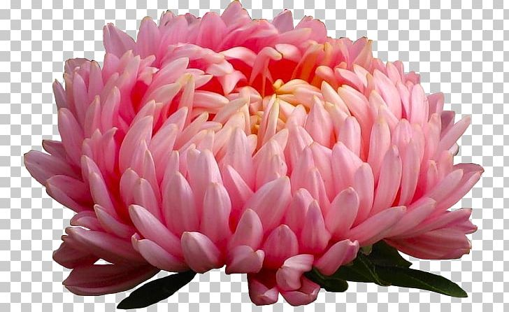 Aster Flower Annual Plant Seed Perennial Plant PNG, Clipart, Annual Plant, Aster, Autumn, Blossom, Callistephus Chinensis Free PNG Download