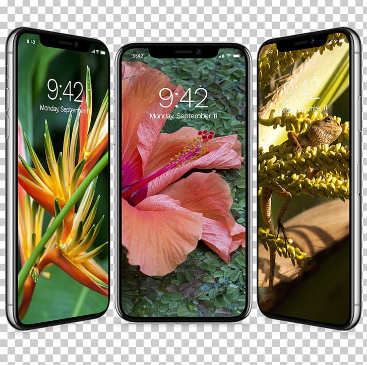 Desktop IPhone X Tropics PNG, Clipart, Desktop Wallpaper, Display Resolution, Flower, Iphone, Iphone X Free PNG Download