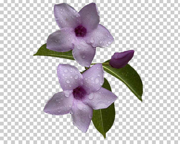 Flower Petal Ve PNG, Clipart, Ben, Cicek, Cicek Resimleri, Flower, Flowering Plant Free PNG Download