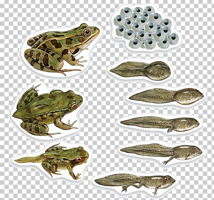 Frog Butterfly Biological Life Cycle Biology Amphibian PNG, Clipart, Amphibian, Animals, Biological Life Cycle, Biology, Butterfly Free PNG Download