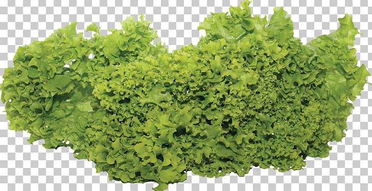Lettuce Salad Vegetable PNG, Clipart, Cabbage, Cauliflower, Food, Free, Green Salad Free PNG Download