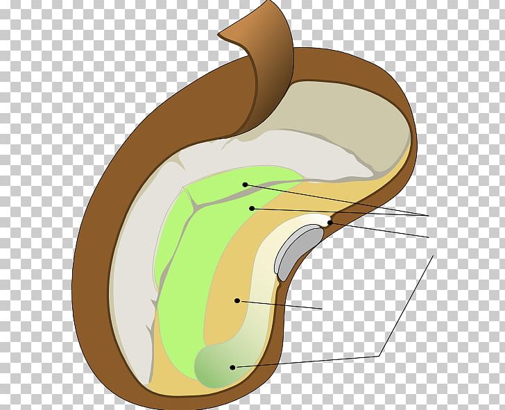 Seed Diagram PNG, Clipart, Diagram, Ear, Embryo, Germination, Joint Free PNG Download