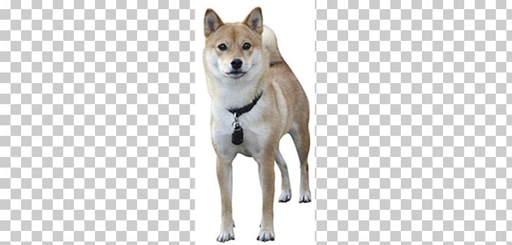 Shiba Inu Akita Keeshond Norwegian Elkhound Basenji Png