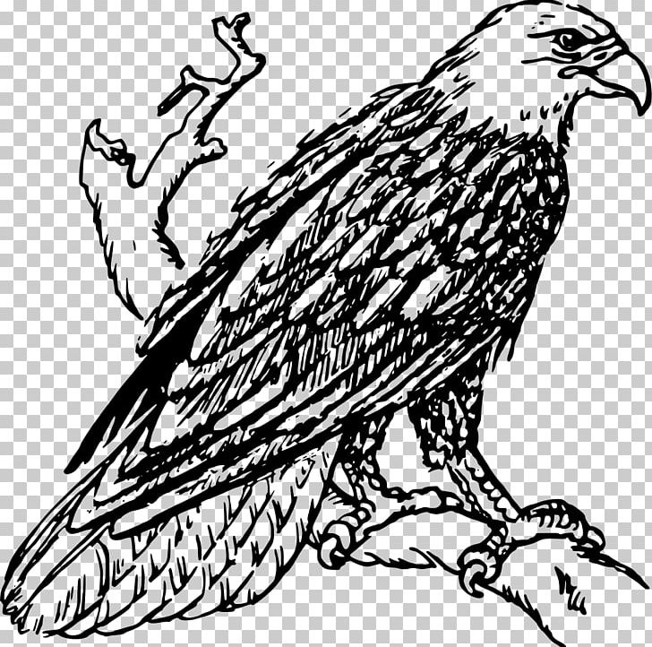 Bald Eagle White-tailed Eagle Golden Eagle PNG, Clipart, Animals, Art, Artwork, Bald Eagle, Beak Free PNG Download