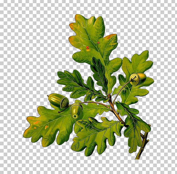 English Oak Köhler's Medicinal Plants Sessile Oak Acorn Quercus Cerris PNG, Clipart, Acorn, English Oak, Quercus Cerris, Sessile Oak Free PNG Download