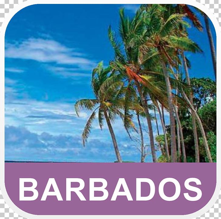Hawaii Desktop Tropical Islands Resort Barbados Beach PNG, Clipart, 1080p, Arecales, Barbados, Beach, Caribbean Free PNG Download