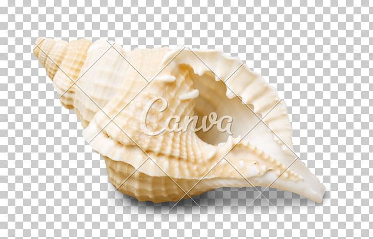 Seashell Shankha Stock Photography PNG, Clipart, Clams Oysters Mussels And Scallops, Cockle, Conch, Conchology, Graphic Design Free PNG Download