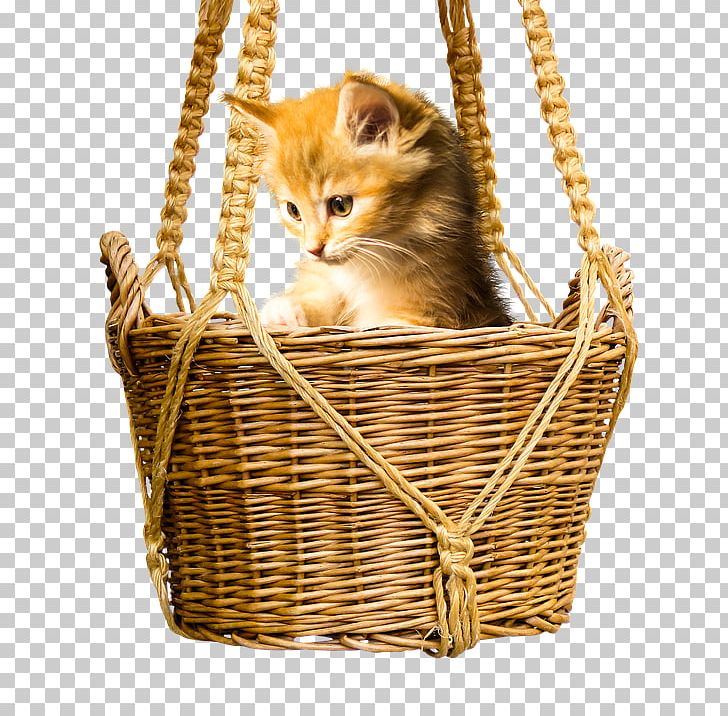 Cat Kitten Pet PNG, Clipart, Animal, Animals, Basket, Cat, Cat Like Mammal Free PNG Download