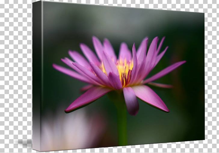 Desktop Close-up Flowering Plant Wildflower PNG, Clipart, Aquatic Plant, Aquatic Plants, Closeup, Closeup, Computer Free PNG Download