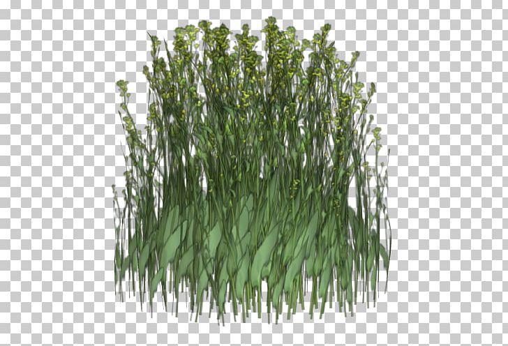 Sweet Grass Flora Advertising Animated Film Plant Stem PNG, Clipart, Advertising, Animated Film, Ansichtkaart, Commodity, Flora Free PNG Download
