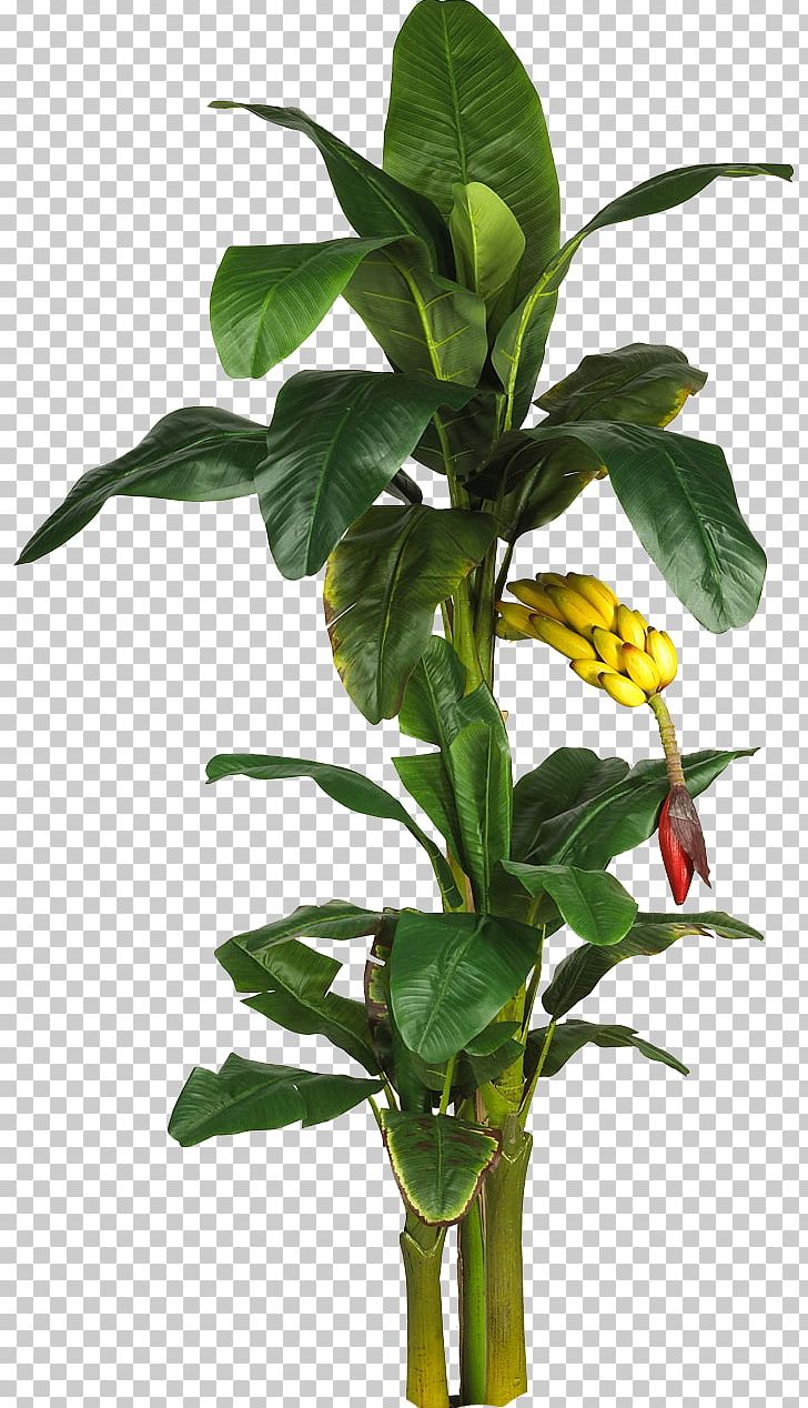 Latundan Banana Tree Plant Leaf PNG, Clipart, Albizia Julibrissin, Artificial Christmas Tree, Artificial Flower, Banana, Banana Leaf Free PNG Download