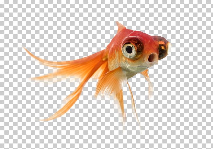 Lionhead Telescope Stock Photography Fish PNG, Clipart, Alamy, Animals, Auratus, Bony Fish, Fin Free PNG Download