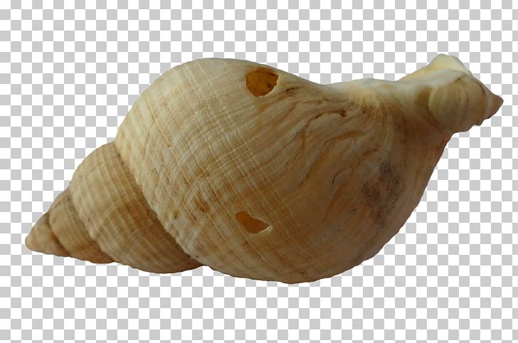 Clam Mussel Seashell PNG, Clipart, Animals, Clam, Cockle, Computer Icons, Conch Free PNG Download