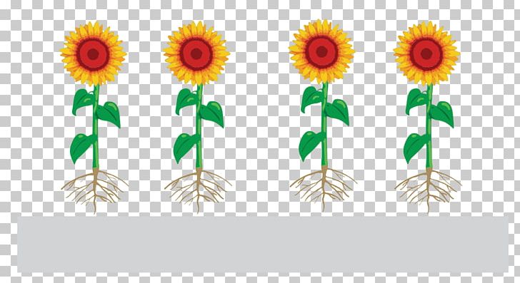 Common Sunflower Function-spacer-lipid Kode Construct Sunflower Seed Monomer Presentation PNG, Clipart, Coating, Common Sunflower, Daisy Family, Diagram, Encyclopedia Free PNG Download