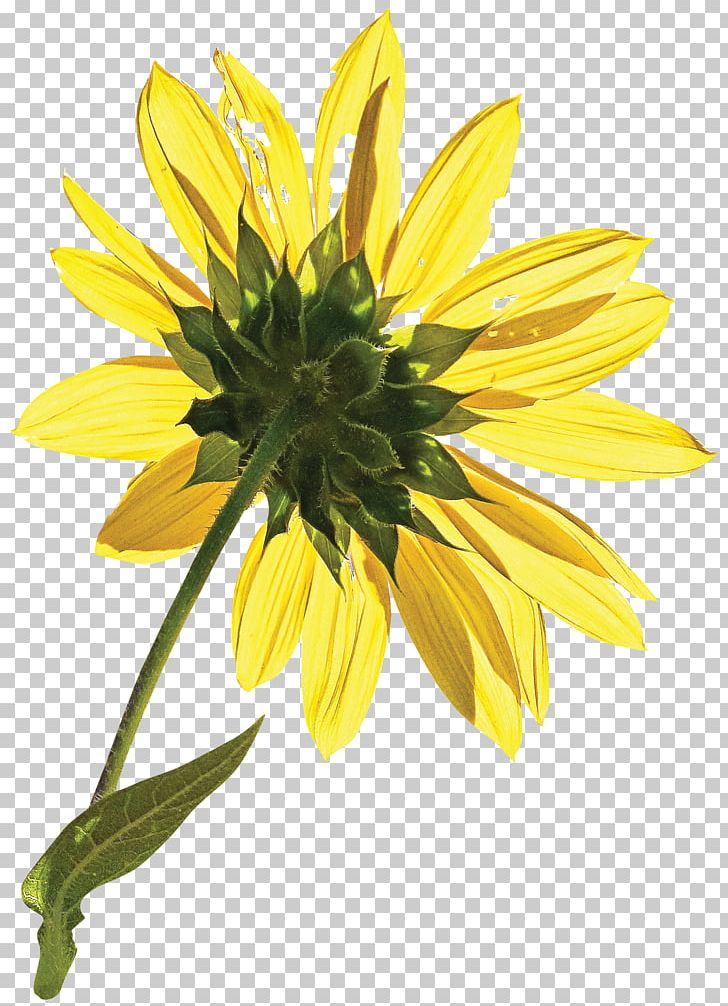 Common Sunflower Petal Sunflower Seed PNG, Clipart, Chrysanths, Daisy, Daisy Family, Download, Flower Free PNG Download