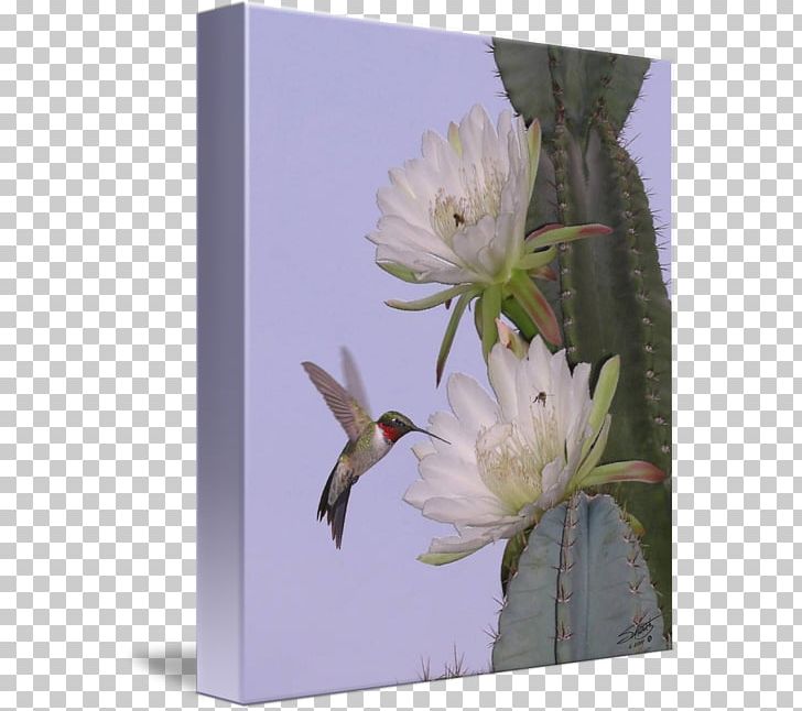 Hummingbird Cactaceae Flower Desert Botanical Garden PNG, Clipart, Animals, Bird, Cactaceae, Cactus, Caryophyllales Free PNG Download