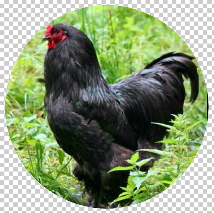 Rooster Brahma Chicken Cochin Chicken Orpington Chicken Araucana PNG, Clipart, Beak, Bird, Brahma Chicken, Breed, Chicken Free PNG Download