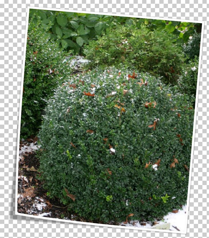 Vegetation Subshrub Evergreen Groundcover PNG, Clipart, Evergreen, Grass, Groundcover, Herb, Lawn Free PNG Download