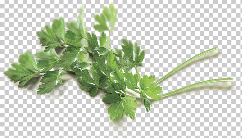 Parsley PNG, Clipart, Chinese Celery, Culantro, Fines Herbes, Flower, Geranium Free PNG Download