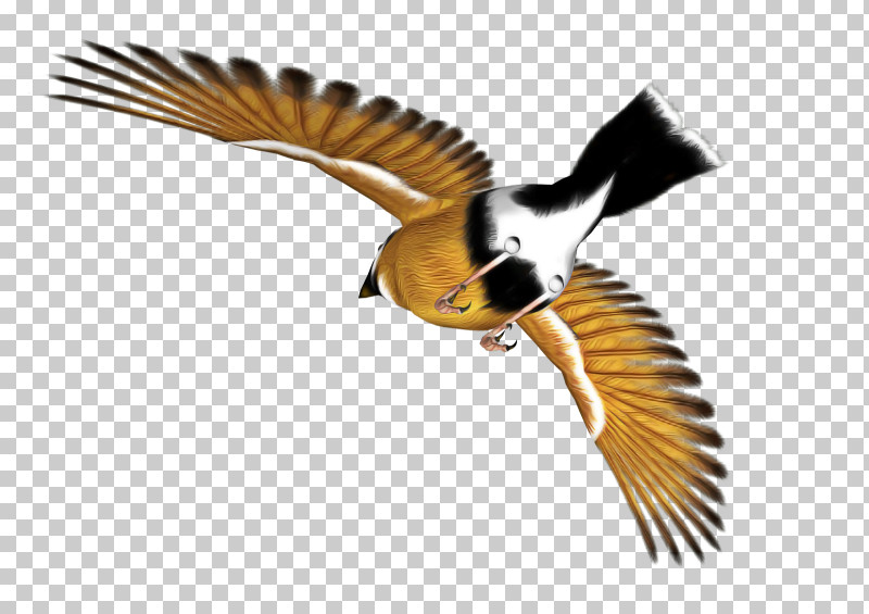 Bird Beak Wing Chickadee Coraciiformes PNG, Clipart, Beak, Bird, Chickadee, Coraciiformes, Perching Bird Free PNG Download