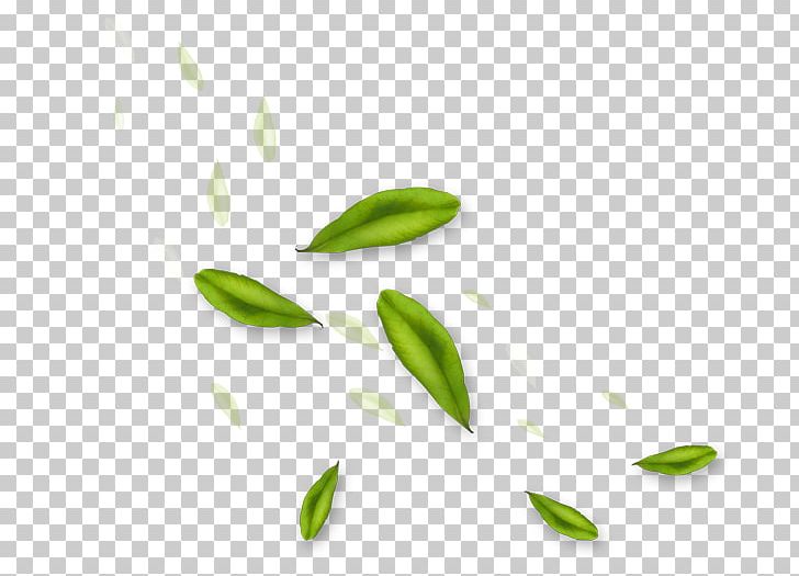 Flower Green Leaf PNG, Clipart, Computer Wallpaper, Desktop Wallpaper, Floral Design, Flower, Garden Roses Free PNG Download