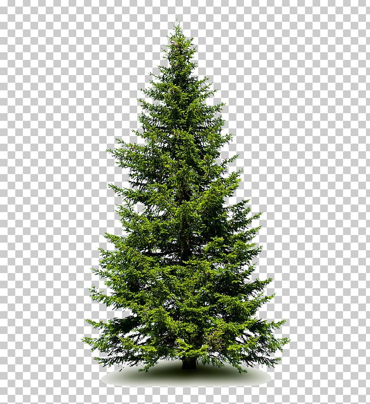 Spruce Fir Pine Artificial Christmas Tree PNG, Clipart, Afforestation, Artificial Christmas Tree, Biome, Christmas Day, Christmas Decoration Free PNG Download