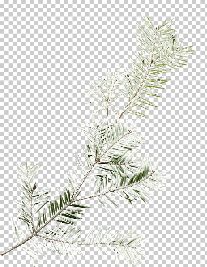 Tree Branch PNG, Clipart, Branch, Conifer, Conifers, Download, Encapsulated Postscript Free PNG Download