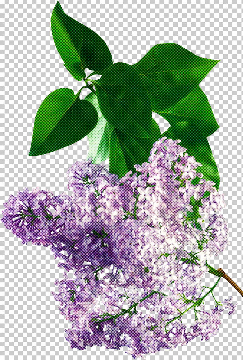 Lavender PNG, Clipart, Flower, Lavender, Leaf, Lilac, Plant Free PNG Download