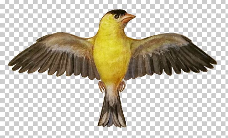 Bird Finch Beak Fauna Feather PNG, Clipart, Animal, Animals, Beak, Bird, Canary Free PNG Download