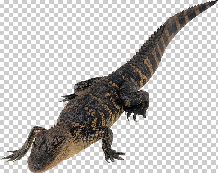 Crocodiles Desktop PNG, Clipart, Agama, Agamidae, Alligator, Basabizitza, Binary File Free PNG Download