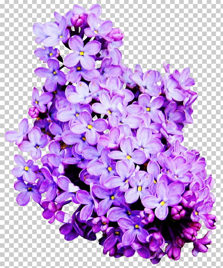 Flower Lavender Color PNG, Clipart, Annual Plant, Color, Cut Flowers, Desktop Wallpaper, Flor Free PNG Download