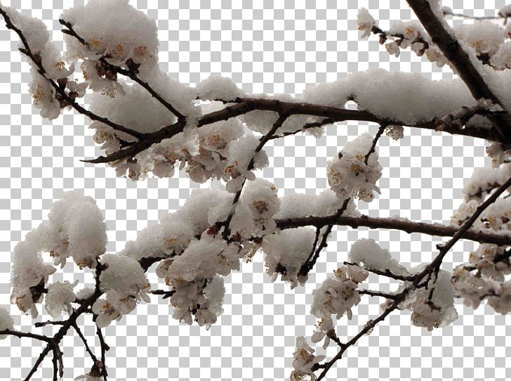 Plum Apricot Cherry Blossom PNG, Clipart, Apricot, Apricot Flower, Apricot Tree, Black White, Blossom Free PNG Download