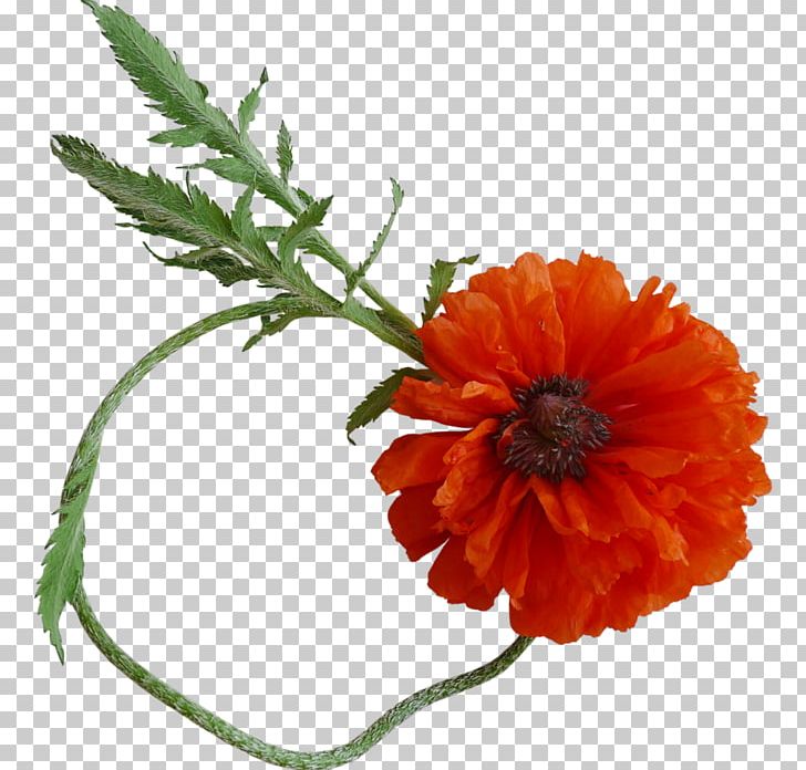Common Poppy Flower PNG, Clipart, Calendula, Common Poppy, Cut Flowers, Digital Image, Flower Free PNG Download